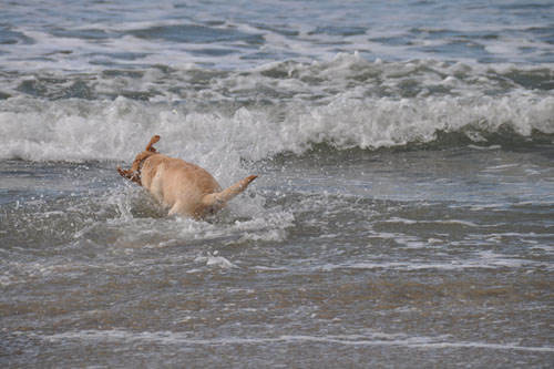 Even Goldie got into the water